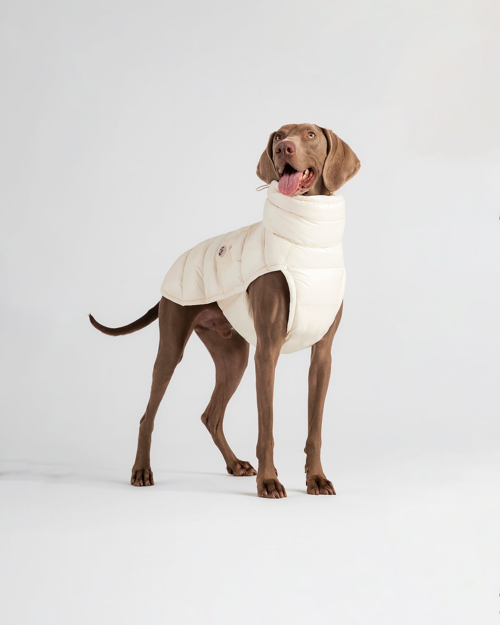 Dog Winter Coat