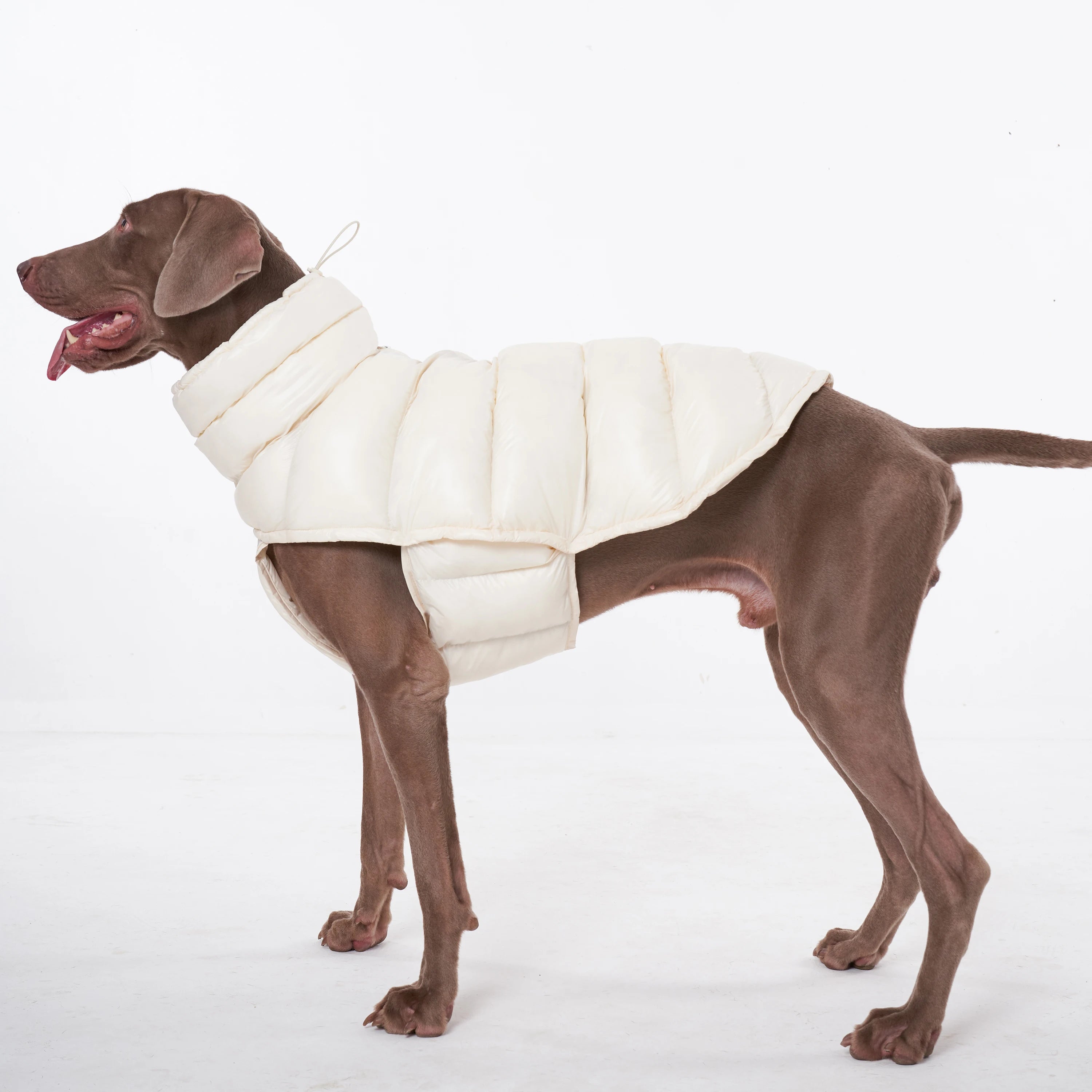 Dog Winter Coat