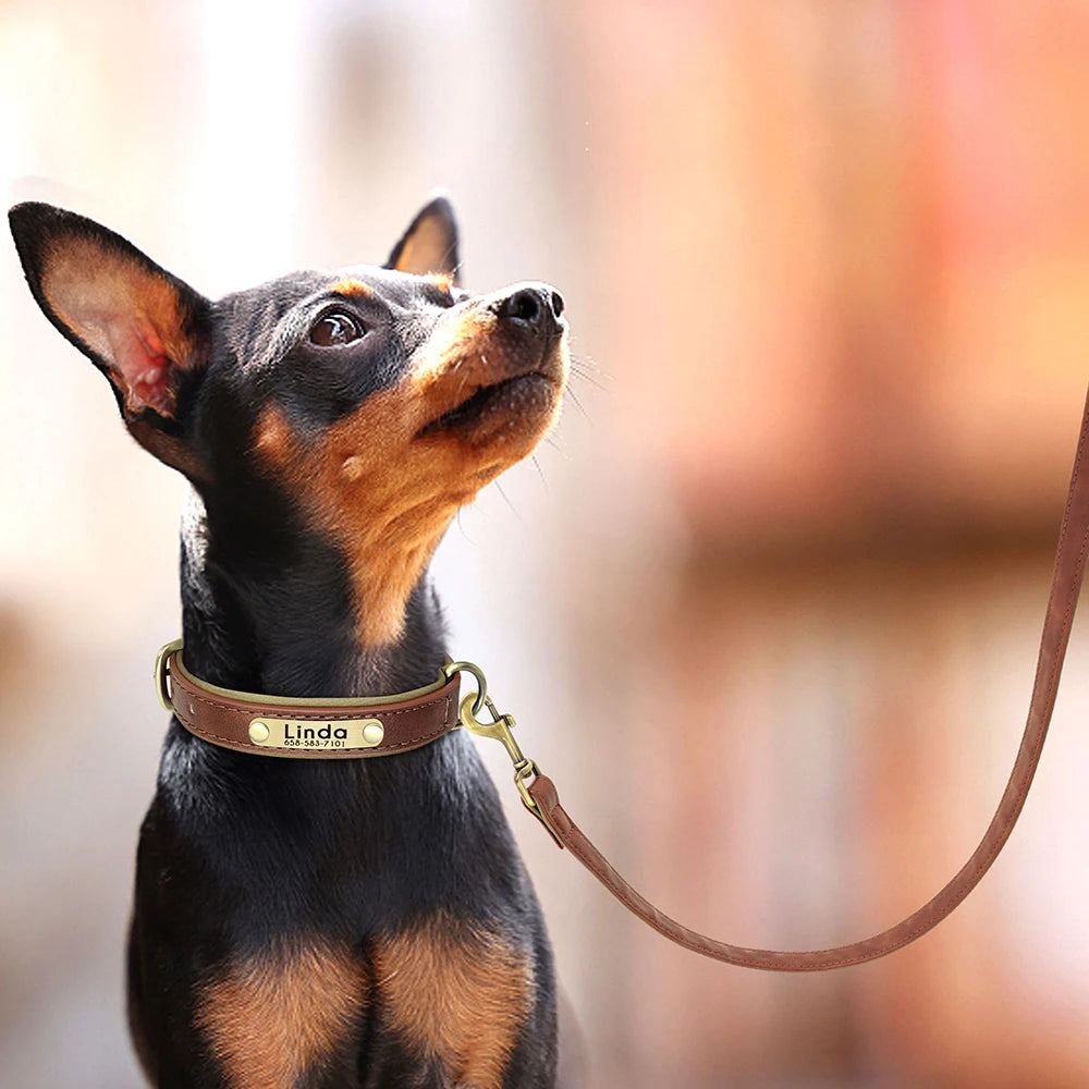 Leather Dog Collar Leash | Customised