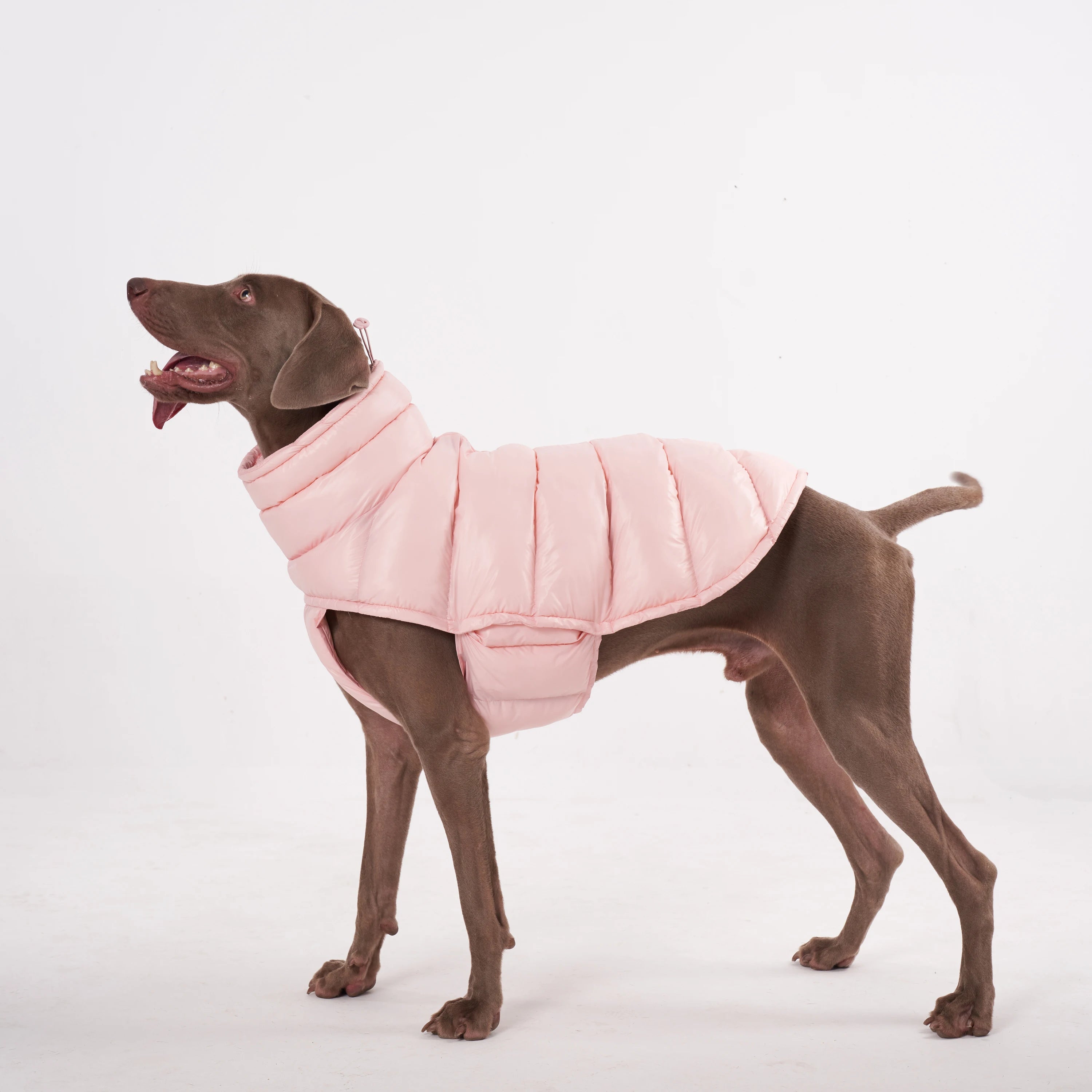 Dog Winter Coat