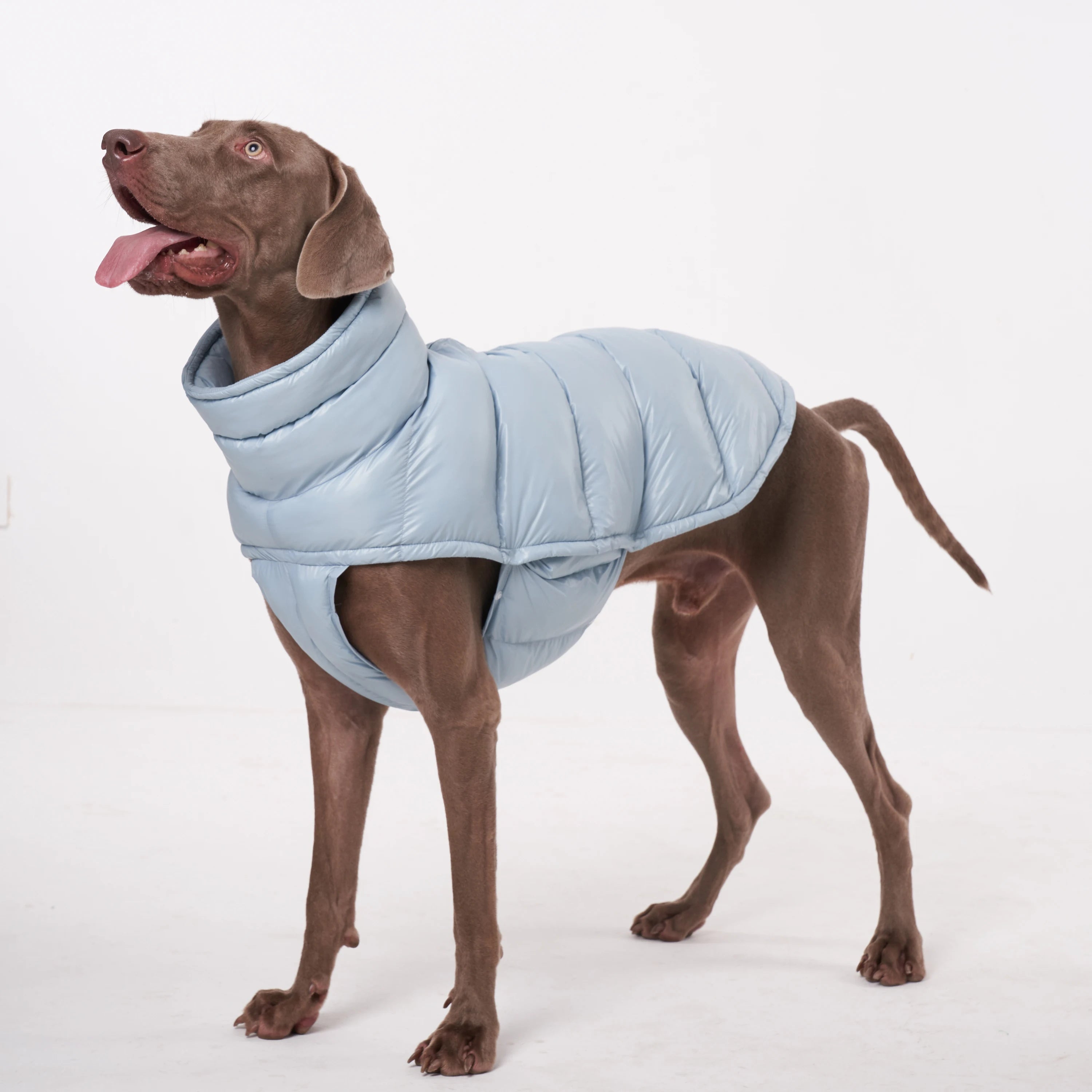 Dog Winter Coat